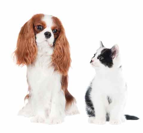 cat and dog allbreeds kennels and cattery