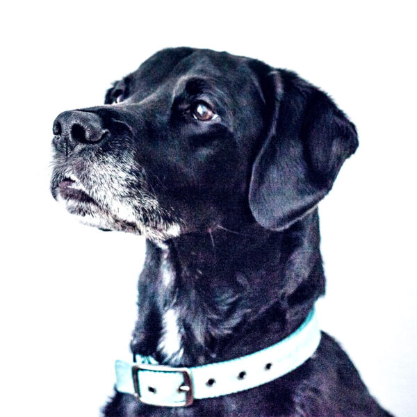 Dog-lookng-up Dog-lookng-up